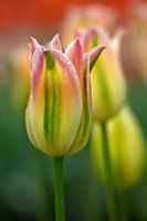 Gele Tulp Studie