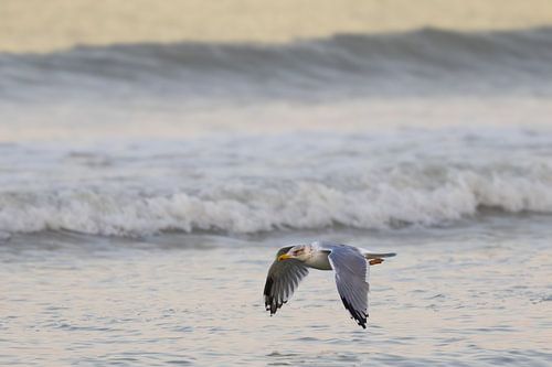 Close-up van een zilvermeeuw, Larus argentatus,