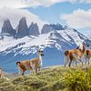 's de guanacos à Torres del Paine, en Patagonie sur Ron van der Stappen