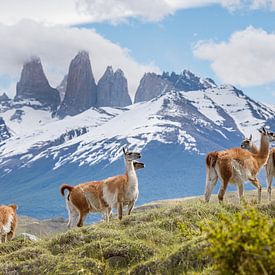 's de guanacos à Torres del Paine, en Patagonie sur Ron van der Stappen