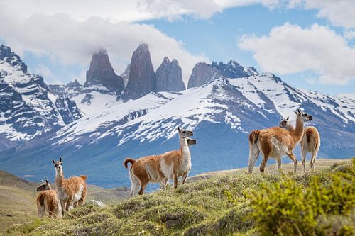 Guanaco's in Torres del Paine Patagonie