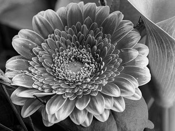 Fleur en noir et blanc