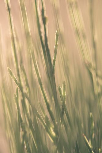 Gras