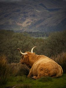Ruhe in den Highlands – Schottischer Hochlandrind am Loch Awe
