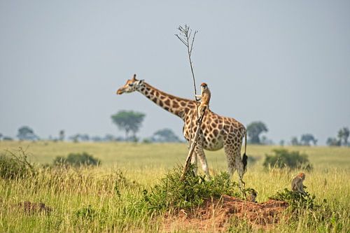 Monkey Rides a Giraffe (illusion) - finalist Comedy Wildlife Awards 2021