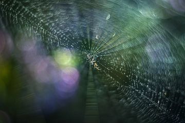 Tiny spider by Gonnie van de Schans