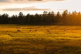 Goldene Stunde in der Wildnis | Weidende Rentiere bei Sonnenuntergang von Dylan Winter Visuals