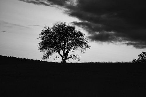 Sonnenuntergang hinter Bäumen