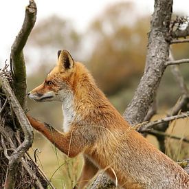 Young fox in Holland by Yvonne van Dormolen