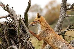 Young fox in Holland sur Yvonne van Dormolen