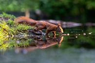 Eichhörnchen mit Reflexion von Anjella Buckens Miniaturansicht