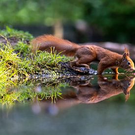 Eichhörnchen mit Reflexion von Anjella Buckens