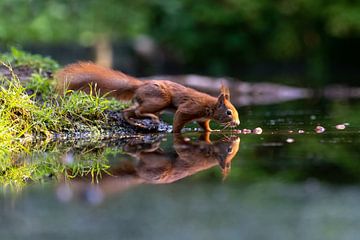 Squirrel with reflection by Anjella Buckens