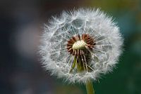 Die flauschige Knolle des Löwenzahns.