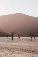 The Deadvlei in Sossusvlei National Park, Namibia