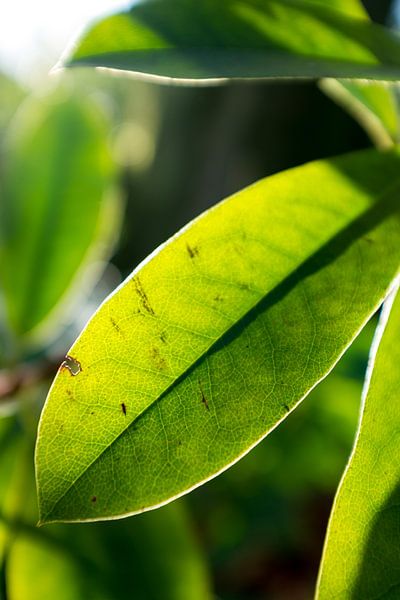 photo botanique d'une plante verte à la lumière du soleil par Karijn | Fine art Natuur en Reis Fotografie