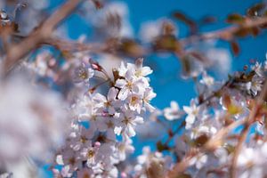 Fleur de printemps sur Pim Haring