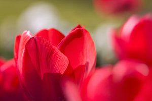 Träumerischer Blütenzauber in rot   dromerige bloemenmagie in rood.  magie des fleurs de reven en rouge