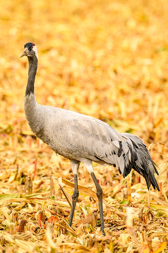 Crane bird resting and feeding in a field during autumn migration
