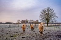 dieren