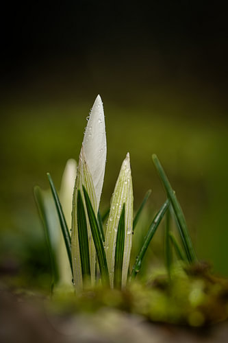 Crocuses on a rainy day