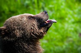Brown bear by Larsphotografie