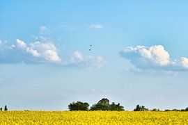 Uitzicht over een geel koolzaadveld van Martin Köbsch