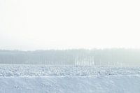 white horizon - winter in Drenthe