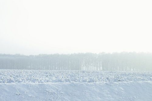 white horizon - winter in Drenthe van Sagolik Photography