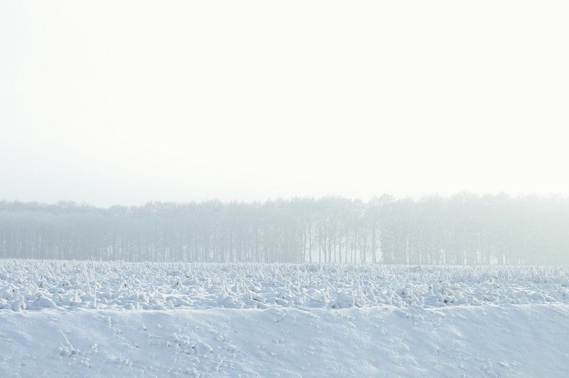 white horizon - winter in Drenthe by Sagolik Photography