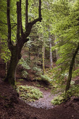 Boswandeling, Lac Chauvet, Auvergne, Frankrijk