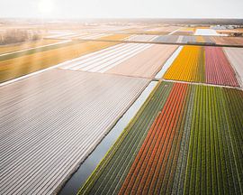 Tulip field by Marleen Kuijpers @themissmarple
