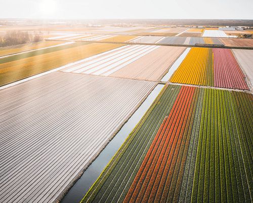 Tulpenveld