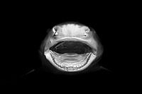 Lemon shark