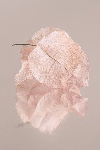 Kwetsbaar in zachte pastelkleuren: Gedroogde blaadjes