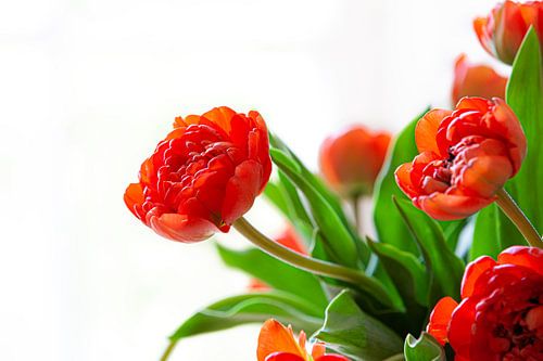 La Tulip