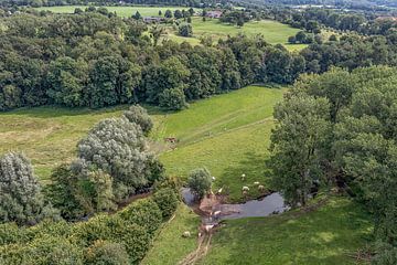 Luchtfoto van runderen die de Geul oversteken bij Cottessen in Zuid-Limburg