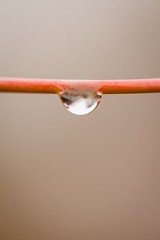 Goutte d'eau sur une fleur