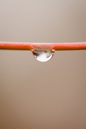 Waterdruppel op bloem