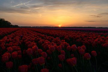 Tulpenveld tijdens de zonsondergang van Michel Knikker