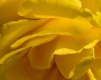 Geel