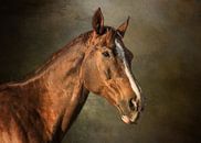 Portrait Of A Brown Horse by Diana van Tankeren thumbnail