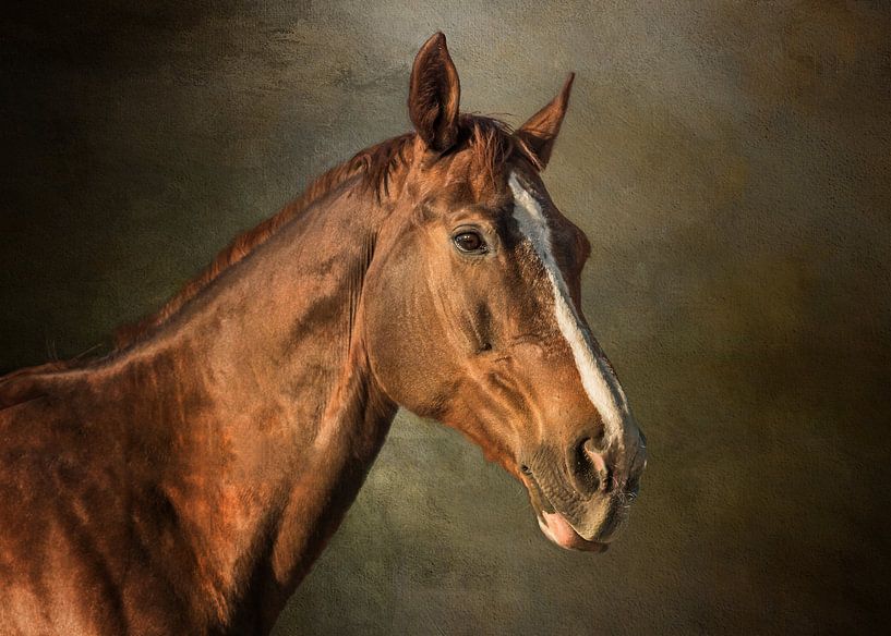 Portrait Of A Brown Horse by Diana van Tankeren