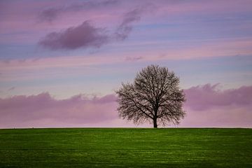 Eenzame boom  van Lily Ploeg