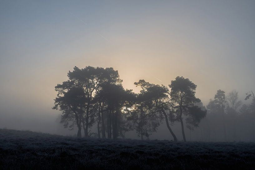 Leersum field part 9 by Tania Perneel