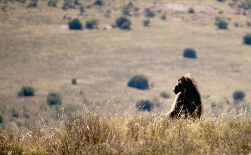Zuid-Afrika Baviaan met uitzicht