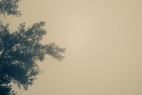 Erwachende Bäume im Morgenlicht. Monochrom.