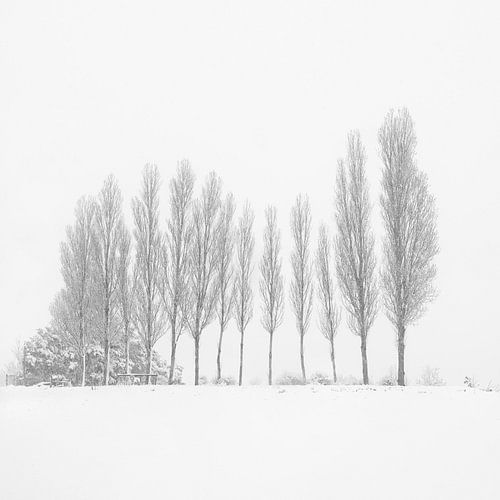 13 Bomen onder de sneeuw