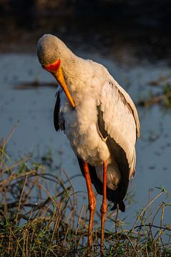 White Stork in Chobe NP van Henri Kok