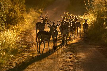 Groep impala's in bij zonsondergang - in tegenlicht van Chi